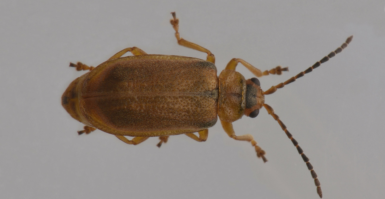 Chrysomelidae: Galerucella pusilla? Forse G. calmariensis f. lythri